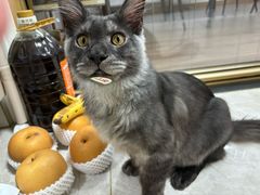 -十年猫舍·猫咪专门店(普陀店)