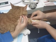 -佑安动物医院·全科·内窥镜中心(幸福巷店)