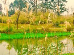 -桤木河湿地公园