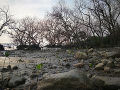 -宝安西湾红树林湿地公园