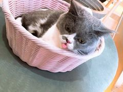 -滚猫咖啡·猫咖·猫友好撸猫(未来城店)