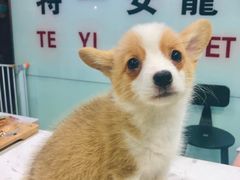 -特一安24小时宠物医院·骨科·中兽医