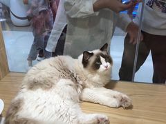 -屋虎猫馆(宝安大仟里店)