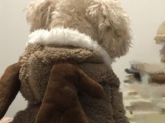-BABYDOG宝贝狗宠物乐园(欧洲城店)