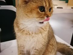 -飞行喵MR PILOT|猫舍·猫咖(静安大融城店)
