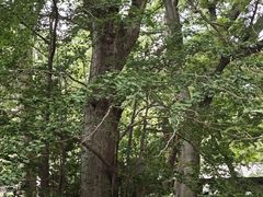 -青岛崂山太清宫