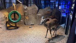 -酷嗒动物文化乐园(cutezoo西溪乐天城店)