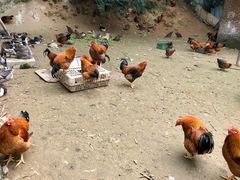 -鹿福农庄(南沙天后宫店)