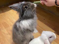 -猫猫幼稚园·撸猫·桌游·电玩