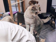 -猫色咖啡·猫咖