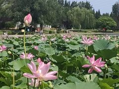 -太阳宫公园