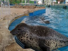 -芜湖新华联大白鲸海洋公园