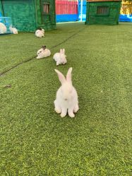 点击看大图 -萌宠亲子动物乐园(槐房万达店)