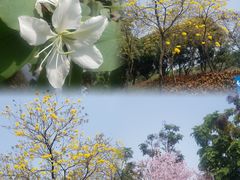 -广州市白云山风景名胜区