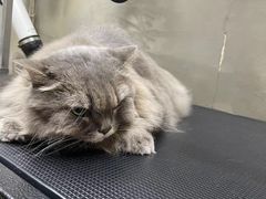 -PETKIT小佩宠物·低压洗护(国顺东路店)