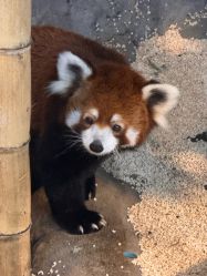 -Zoolung Zoolung动物主题公园(海信广场店)