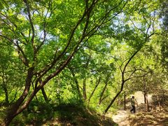 -大觉寺-停车场