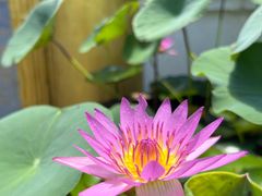 -西双版纳傣族园