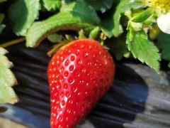 -甜心庄园·甜心草莓采摘园(西青中北店)