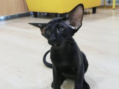 -十年猫舍·猫咪专门店(普陀店)
