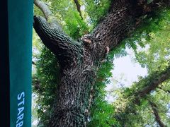 -星巴克(福州三坊七巷店)