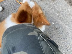 -宠福鑫康馨动物医院·骨科·眼科