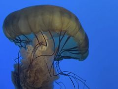 -太平洋海底世界