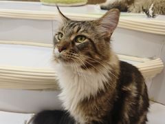 -COLOR PETS 撸猫馆·购猫·猫咖(长风大悦城店)
