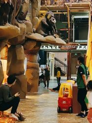 -卡通尼·Safari非洲探索乐园·生日会(金桥国际商业广场店)