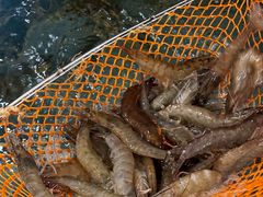 -东森家宴·惠州客家菜