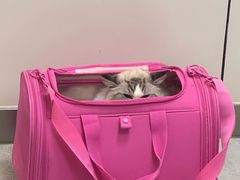 -中农国际动物医院24小时·猫科·骨科·急重症中心