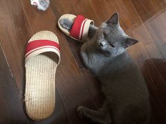 -东方名猫馆·英短金渐层布偶猫舍(环线广场1号楼店)