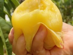 -老袁家蜜桃农场·阳山水蜜桃