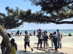 -日照海滨国家森林公园