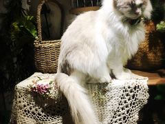 -共舞时光猫咖·狗咖(新街口店)
