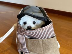 -PETKIT小佩宠物(昭化店)