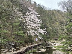 -洛阳白云山景区