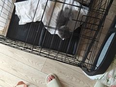 -欣宠猫屋·矮脚拿破仑·蓝金金渐层