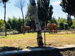 -石家庄市动物园