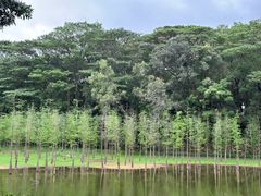 -番禺大夫山森林公园