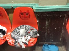 -猫咪博物馆(顶澳仔猫街店)