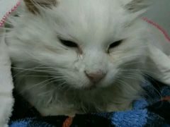 -康乐宝动物医院