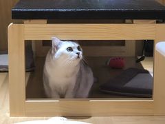 -滚猫咖啡·猫咖·猫友好撸猫(未来城店)