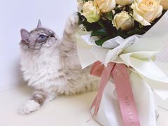 -BOBLOOM花店(宝龙旭辉广场店)