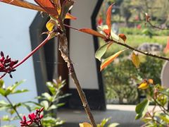 -广西壮族自治区药用植物园