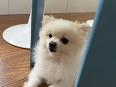 -汪说·狗咖·拼豆·宠物周边DIY(旺城大厦店)