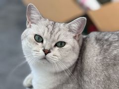 -爱洗澡的猫(望京店)