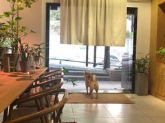 -柴务处·柴犬主题狗咖