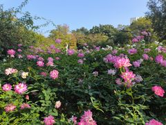 -人民公园(罗湖区)