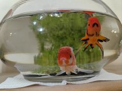 -双季花艺园艺市场(浦东店)